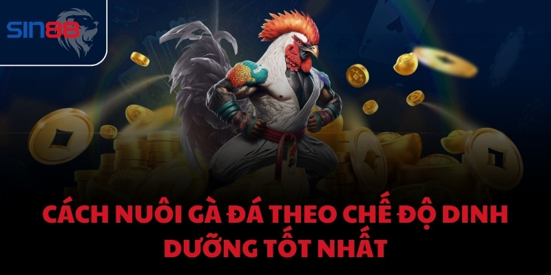 Cách nuôi gà đá theo chế độ dinh dưỡng tốt nhất