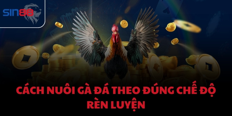 Cách nuôi gà đá theo đúng chế độ rèn luyện