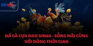 Đá gà cựa dao Sin88 - Sống mãi cùng với dòng thời gian